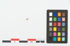 Etikett zu Textil (NHMW-PRAE-125782)